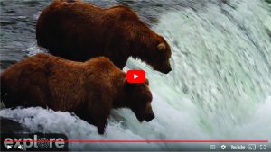 Bears in webcame